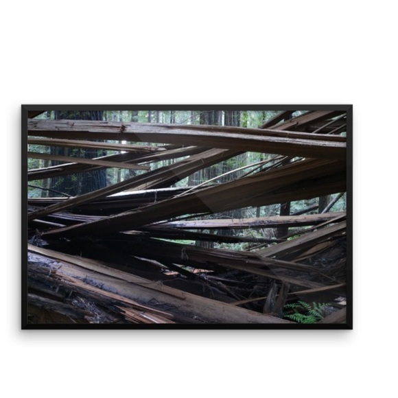 Into The Redwoods Art Decor Ventcri Photography